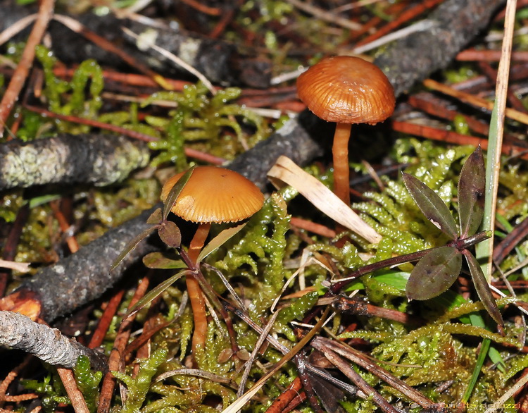 Galerina delle colline del Chianti 2